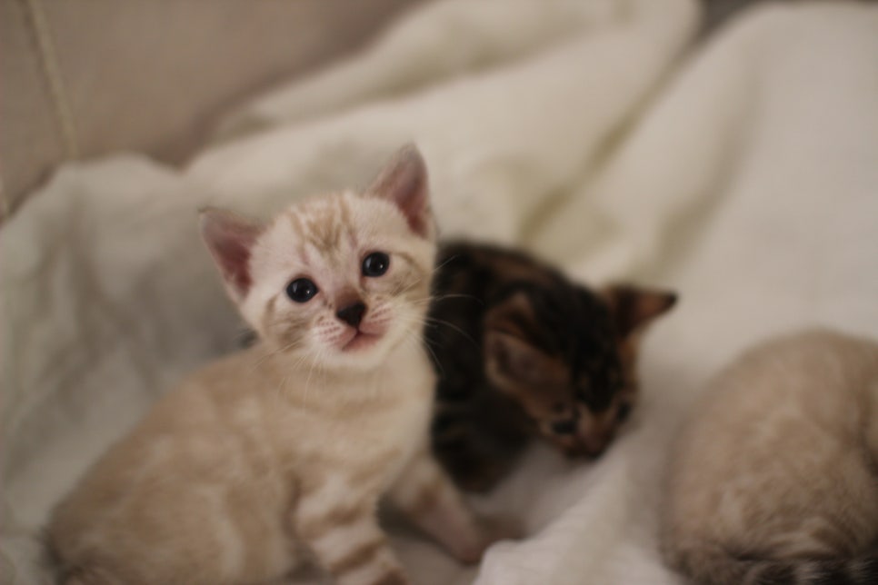 스노우뱅갈고양이 꼬맹이들 분양해요~ 관련 이미지 3