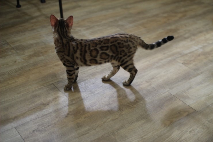 뱅갈고양이,뱅갈고양이 분양,멋지게 성장중인 숙자^^ 관련 이미지 8