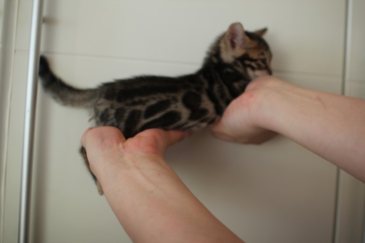 뱅갈고양이 분양 완전히 빠졌네 빠졌어~ 관련 이미지 25