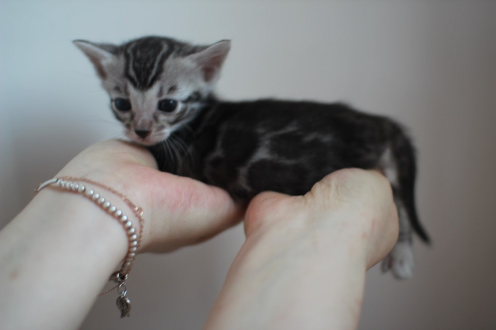 빅로젯 실버뱅갈고양이 여아예요~ 관련 이미지 4