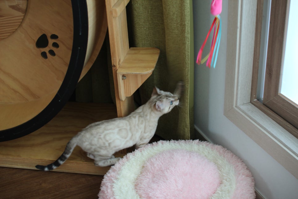 개냥이 스노우뱅갈고양이 남아 분양해요~ 관련 이미지 5