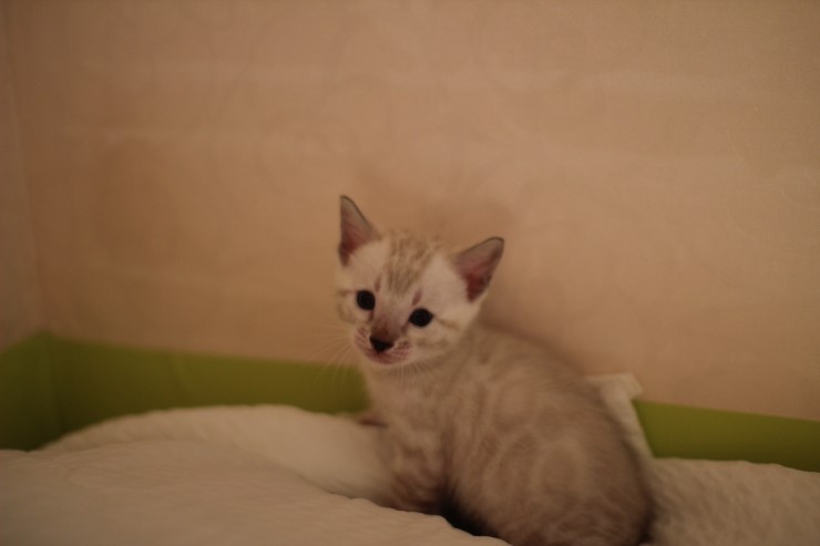 뱅갈고양이 분양 그냥 지나칠수 없을걸? 관련 이미지 13