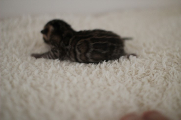 어제 태어난 뱅갈고양이 꼬물이 남아예요~ 관련 이미지 1