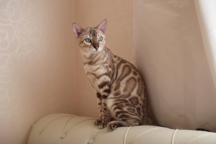 분양하는 아이들에 아빠인 실밍크 뱅갈고양이 영웅이에요~ 관련 이미지 4