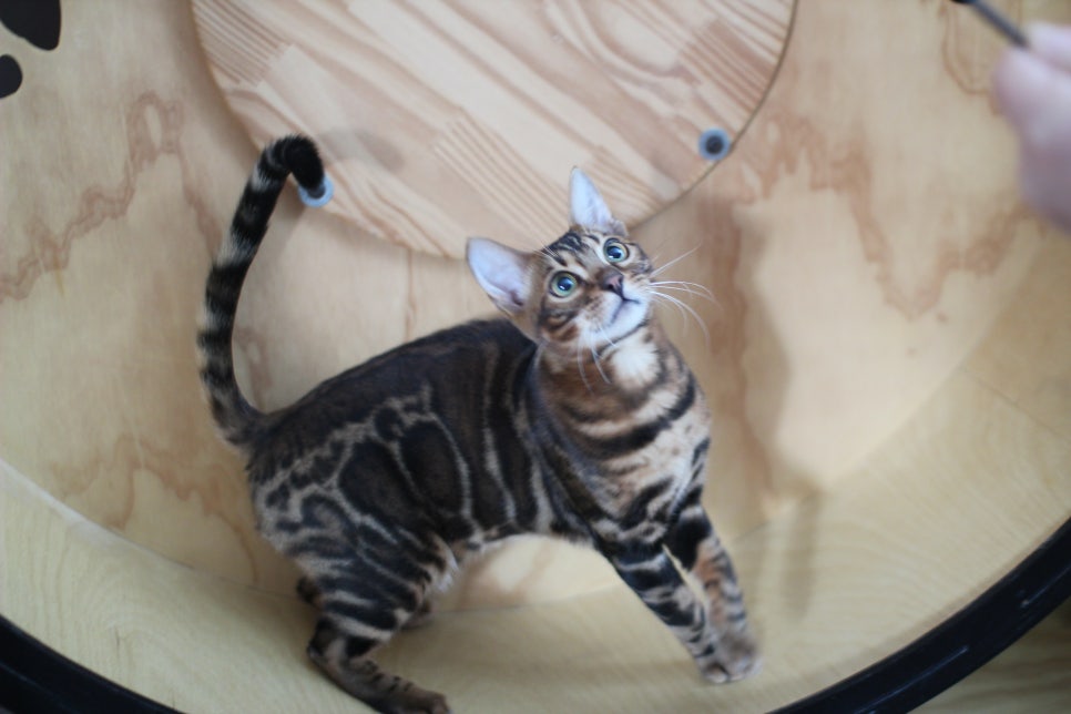 빅로젯 뱅갈고양이 남아 분양해요~ 관련 이미지 2