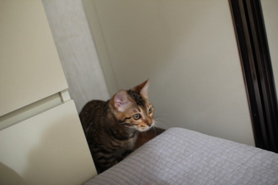 꾹꾹이 머신 뱅갈고양이 남아예요~ 관련 이미지 3