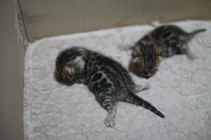 뱅갈고양이 자매 오늘 모습 입니다~ 관련 이미지 1