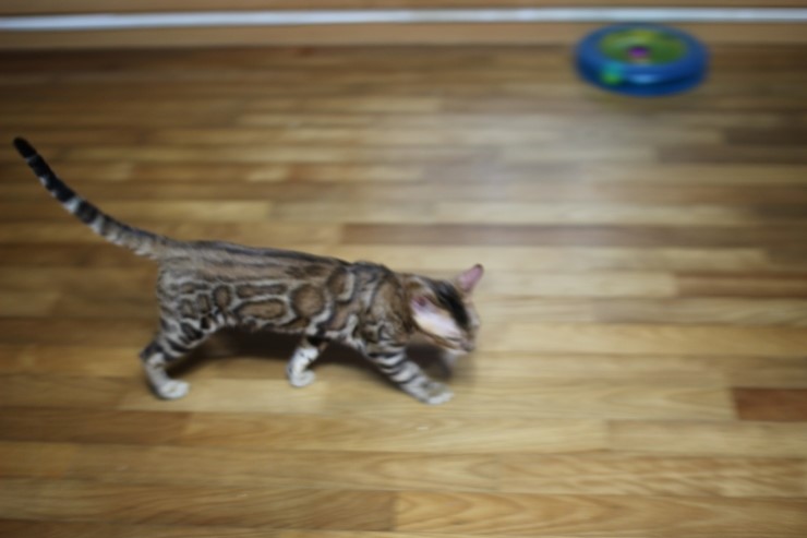 뱅갈고양이 키퍼 남아 gsw 입니다^^ 관련 이미지 2