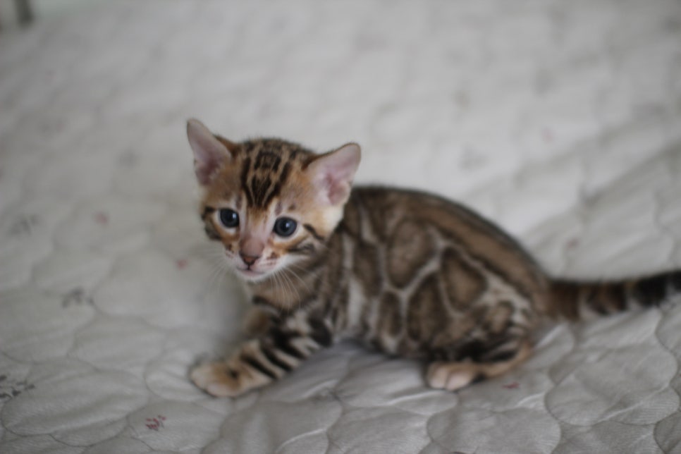 빅로젯이 멋진 뱅갈고양이 남아 분양해요~ 관련 이미지 1