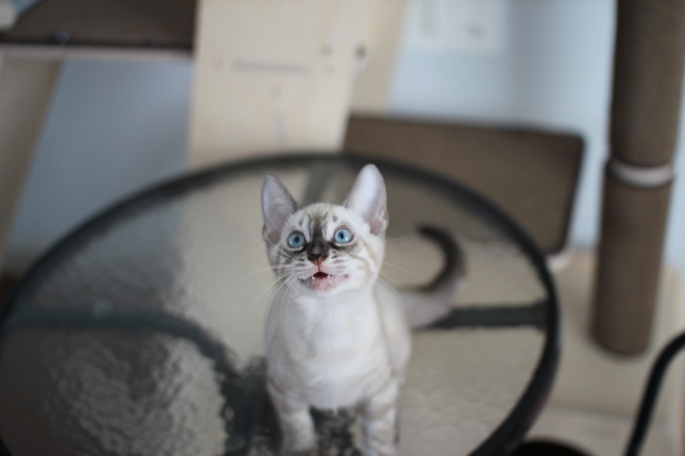 완전 강아지 같은 링스차콜 뱅갈고양이 남아 분양해여~ 관련 이미지 9