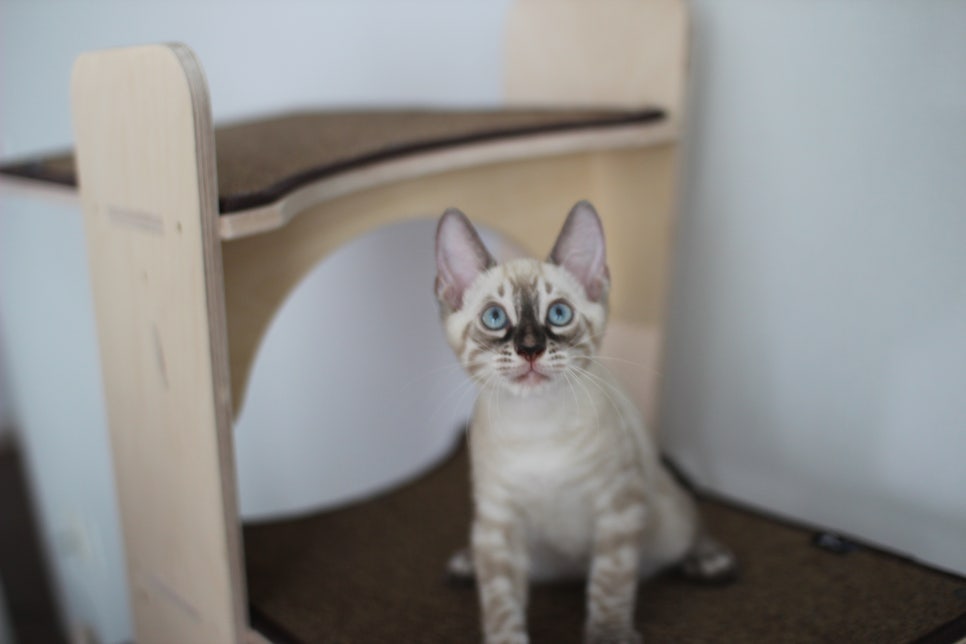 완전 강아지 같은 링스차콜 뱅갈고양이 남아 분양해여~ 관련 이미지 2