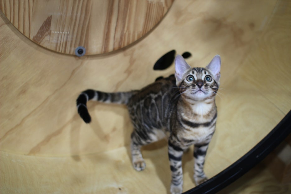 엄청난 개냥이 뱅갈고양이 여아 분양해요^^ 관련 이미지 3