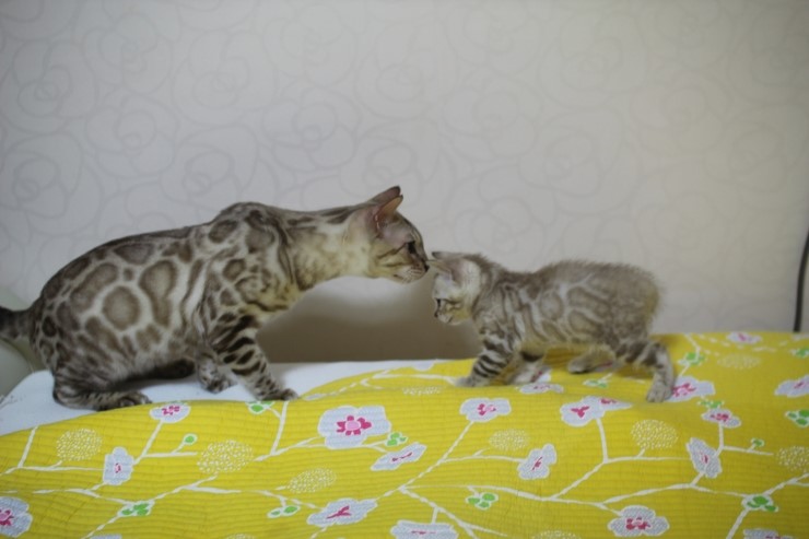 실밍크 뱅갈고양이 형과 아우에요~ 관련 이미지 1