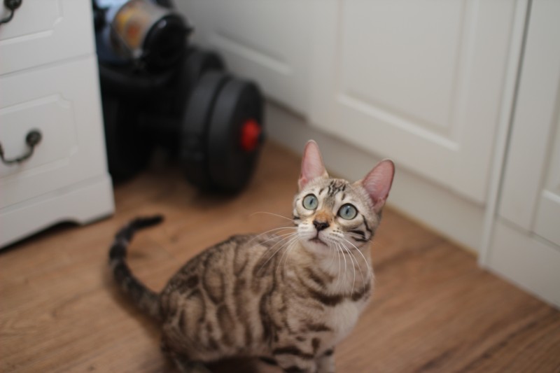 초미묘에 순한 개냥이 실밍크뱅갈고양이 성묘 여아 분양해요~ 관련 이미지 4