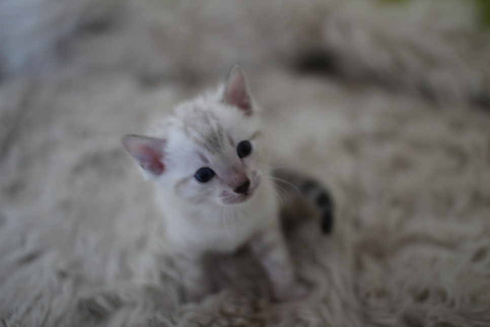 뱅갈고양이 분양 부티가 흘러요 흘러~ 관련 이미지 16