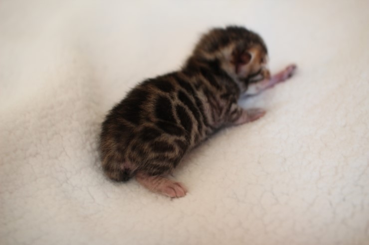 실버,브라운 뱅갈고양이 꼬물이들 사진 입니다 관련 이미지 20