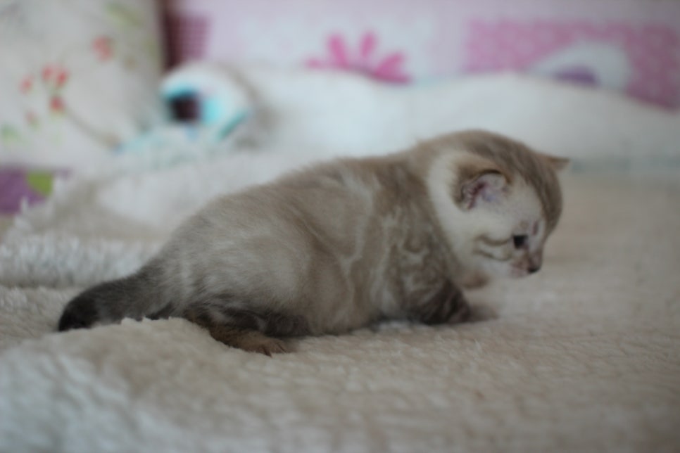 실링스 뱅갈고양이 남아 오늘 모습~ 관련 이미지 7