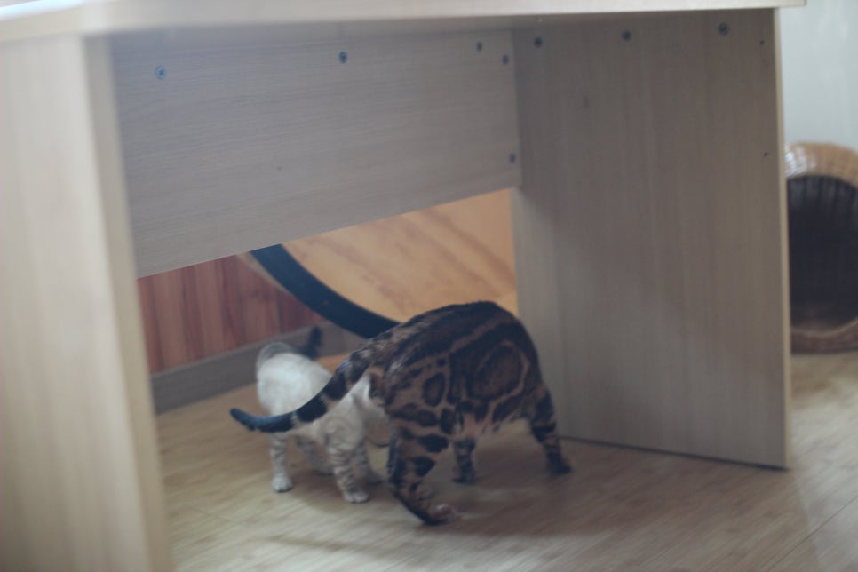뱅갈고양이 블랙홀과 킹군 관련 이미지 27