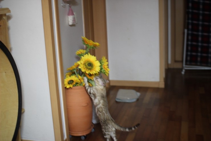 실밍크 뱅갈고양이 킹이예요~~ 관련 이미지 10