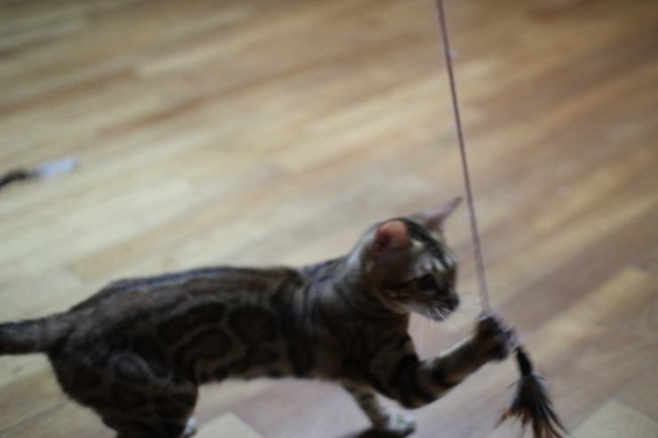 브라운 뱅갈고양이 세라예요~ 관련 이미지 7