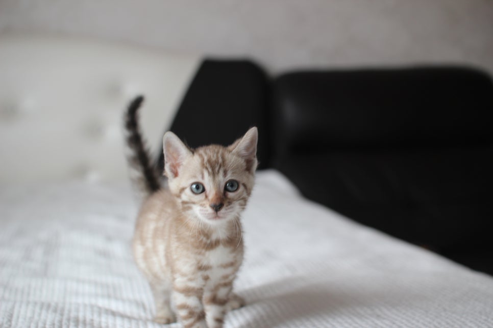 뱅갈고양이분양 고민하지 마세요! 관련 이미지 9