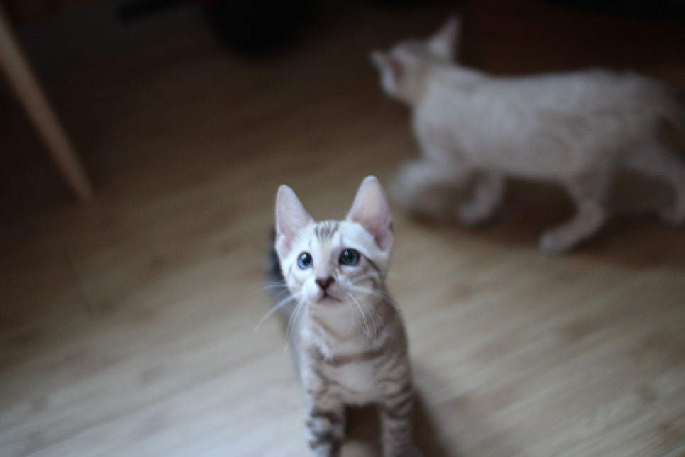 뱅갈고양이분양 부티가 넘치는 아이들 관련 이미지 9