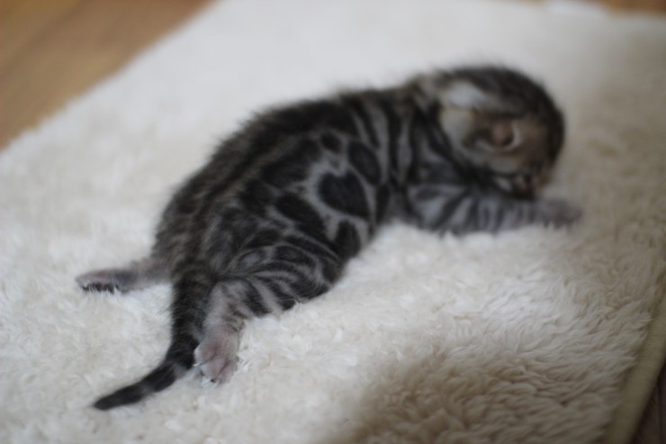 브라운 뱅갈고양이 여아 두아이예요~ 관련 이미지 6