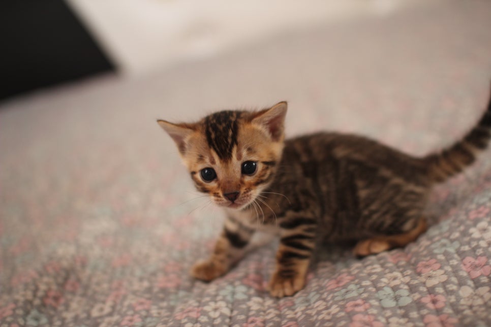 브라운 남아,여아 분양합니다~ 관련 이미지 8