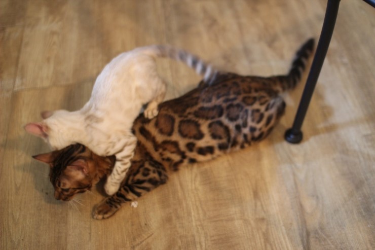 뱅갈고양이,뱅갈고양이분양,듬직한 신사 링컨이~~~ 관련 이미지 3