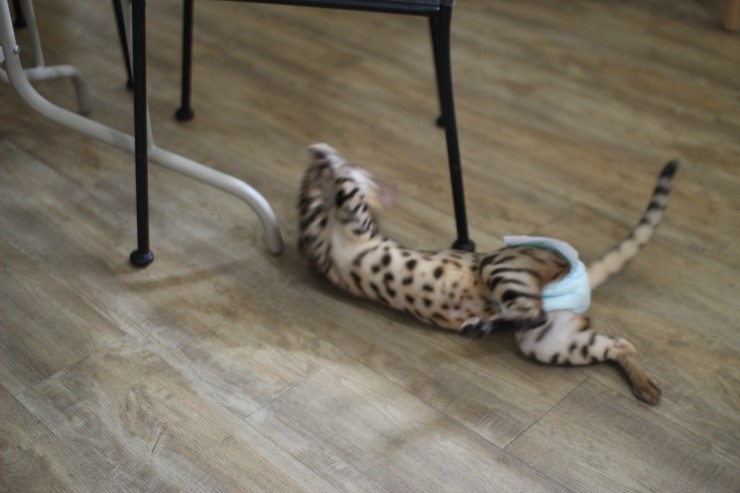 뱅갈고양이 아이들 일상~~~ 관련 이미지 6