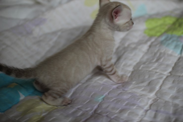 실링스 뱅갈고양이 커퍼 여아~~ 관련 이미지 10