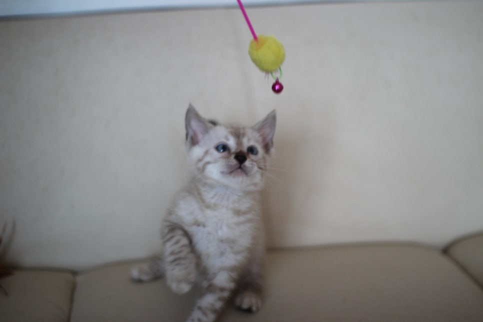 스노우 뱅갈고양이 남아에요~ 관련 이미지 2