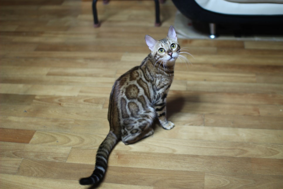 소유뱅갈캐터리 세라예요~ 관련 이미지 1