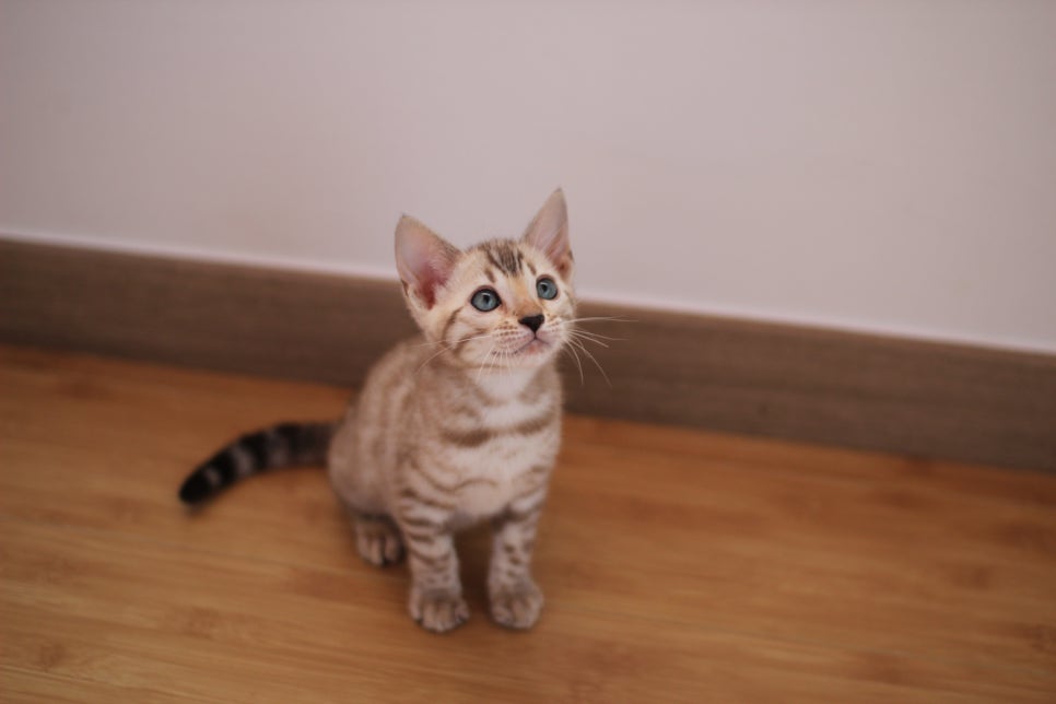 뱅갈고양이 개냥이 찾으시는 분들 보세요 관련 이미지 5