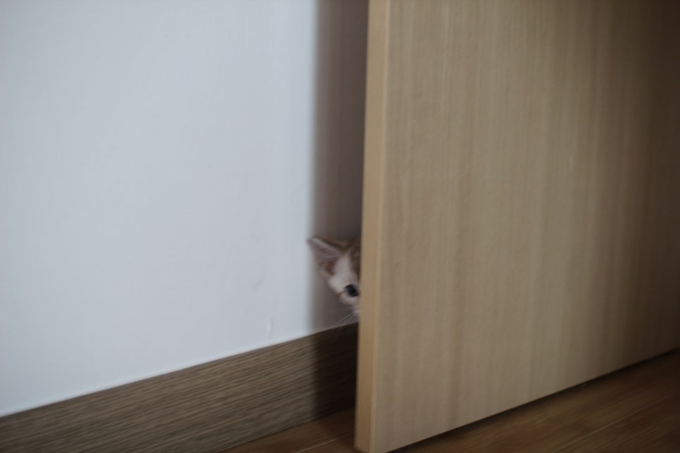 스노우뱅갈고양이 킹군이 숨바꼭질 놀이중 관련 이미지 1