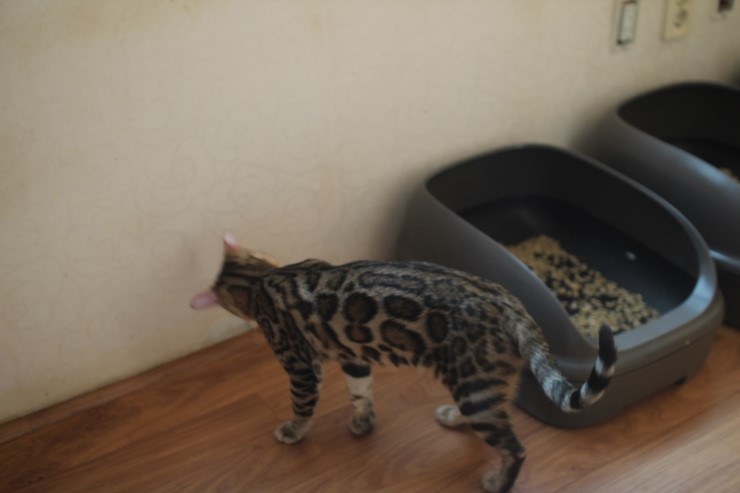 소유캐터리 종묘 뱅갈고양이 남아 영웅이와 레인이예요~ 관련 이미지 8