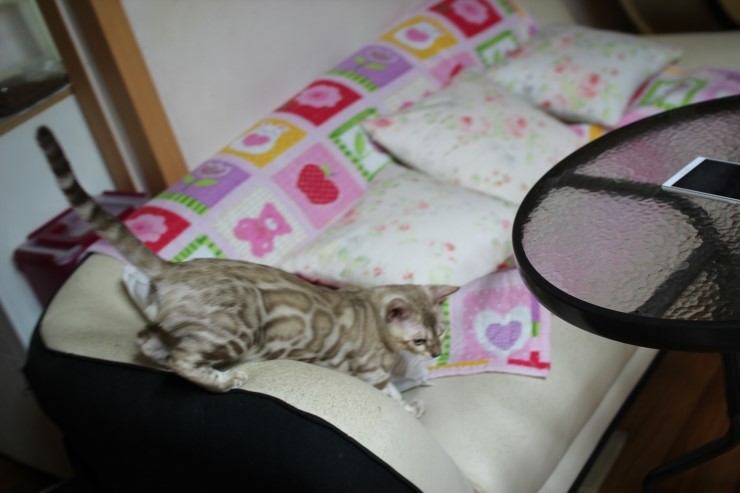 실밍크 뱅갈고양이 킹 입니다~ 관련 이미지 1