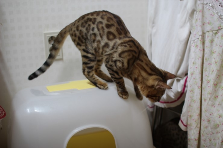 레이녀석 호기심이 부쩍 많아진듯 ㅎㅎ 관련 이미지 2