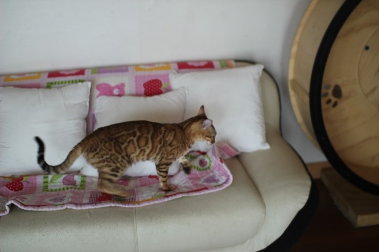 뱅갈고양이 종묘 카이예요~ 관련 이미지 3