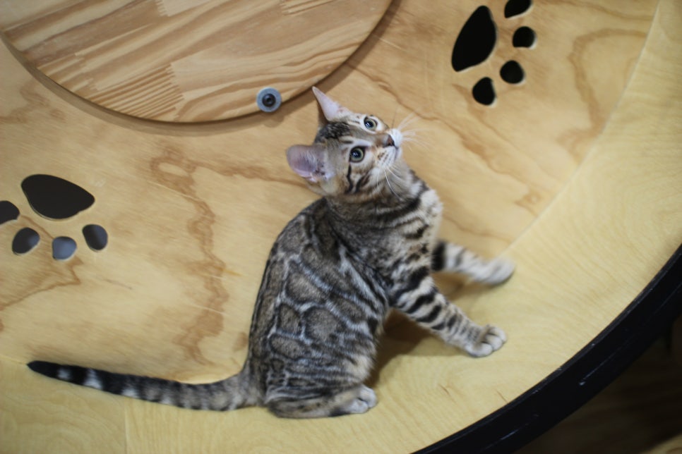 뱅갈고양이 분양 멋진 큰 무늬 아이 관련 이미지 2