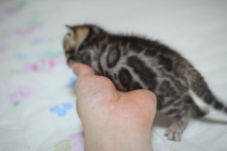 뱅고양이 남매예요~ 관련 이미지 10