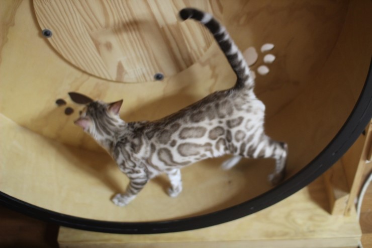 캣휠 타는 실밍크 뱅갈고양이 영웅이예요~ 관련 이미지 2