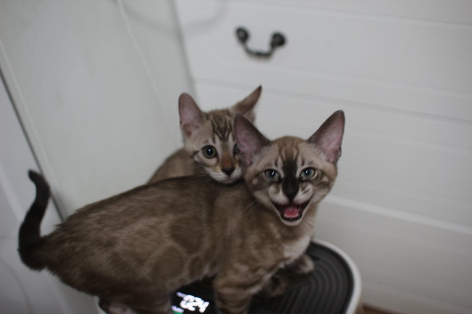 스노우뱅갈고양이 삼총사~ 관련 이미지 13