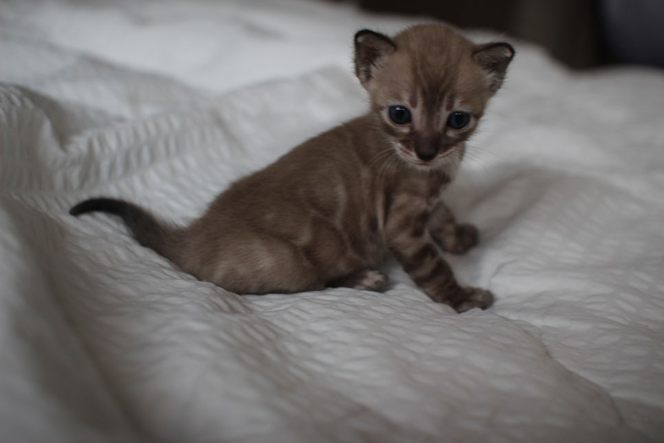 밍크차콜 뱅갈고양이 남아에요~ 관련 이미지 8