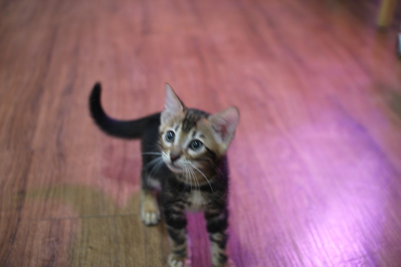 마블 뱅갈고양이 남아 분양해요~ 관련 이미지 2