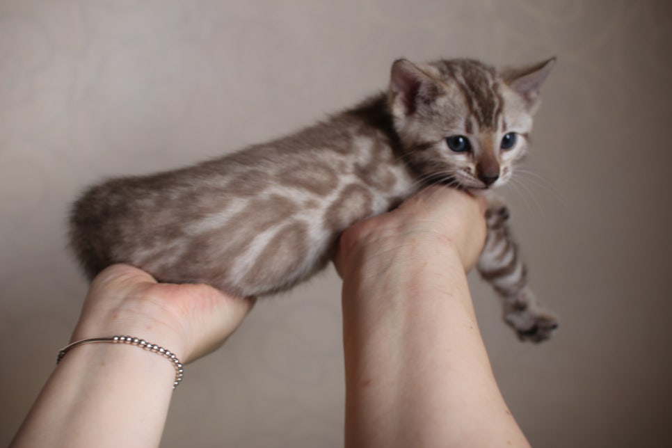 뱅갈고양이 분양은 순수혈통에 아이로 입양하세요~ 관련 이미지 18