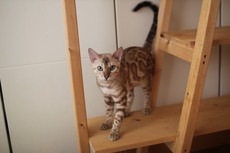 실밍크 뱅갈고양이 영웅와 실버 뱅갈고양이 로미예요~ 관련 이미지 1