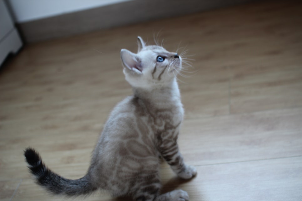 스노우뱅갈고양이 꼬맹이 신났네 신났어 관련 이미지 21