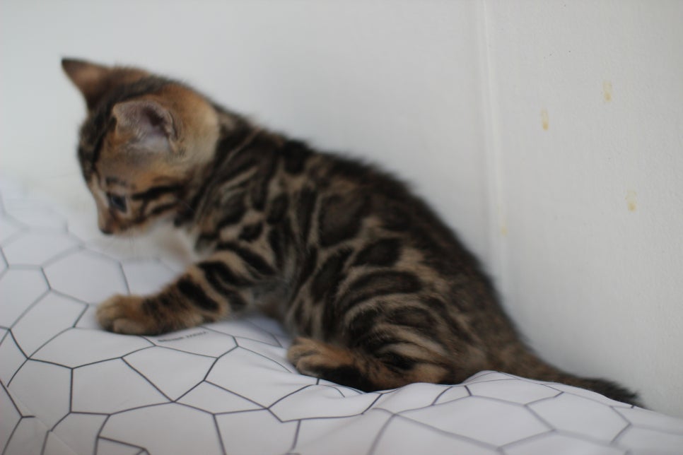 브라운과 실밍크 뱅갈고양이 여아 꼬맹이들 입니다~ 관련 이미지 3