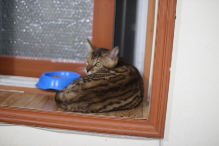 발리뱅갈에서 온 뱅갈고양이 장고~ 관련 이미지 3